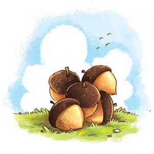 Pile of acorns
